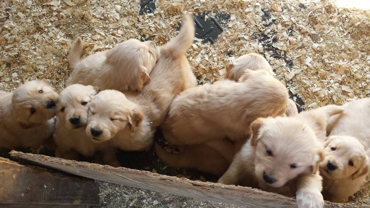 We would take them all if we could.