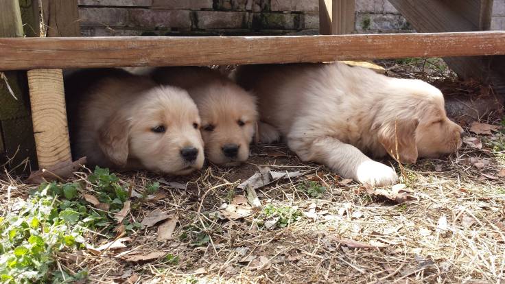 Seasons Gold puppies catching some shade. Our Oshie is one of the three.