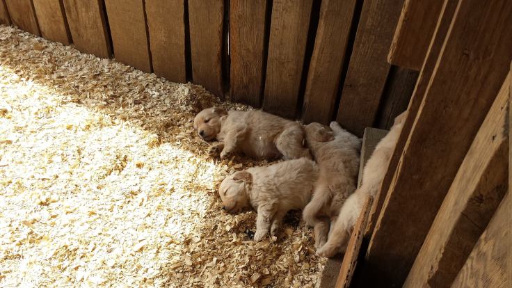 Seasons Gold puppies needed a nap.