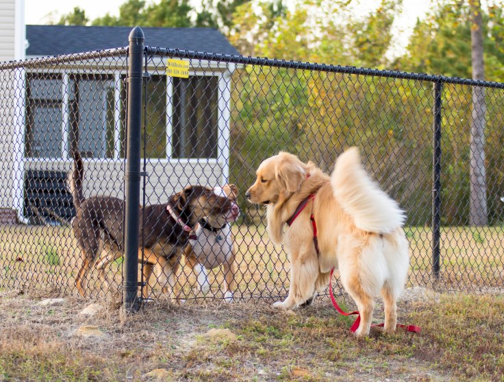 oshie friends (3 of 2)