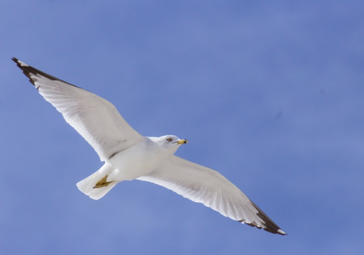 24717599605_831262782a_o