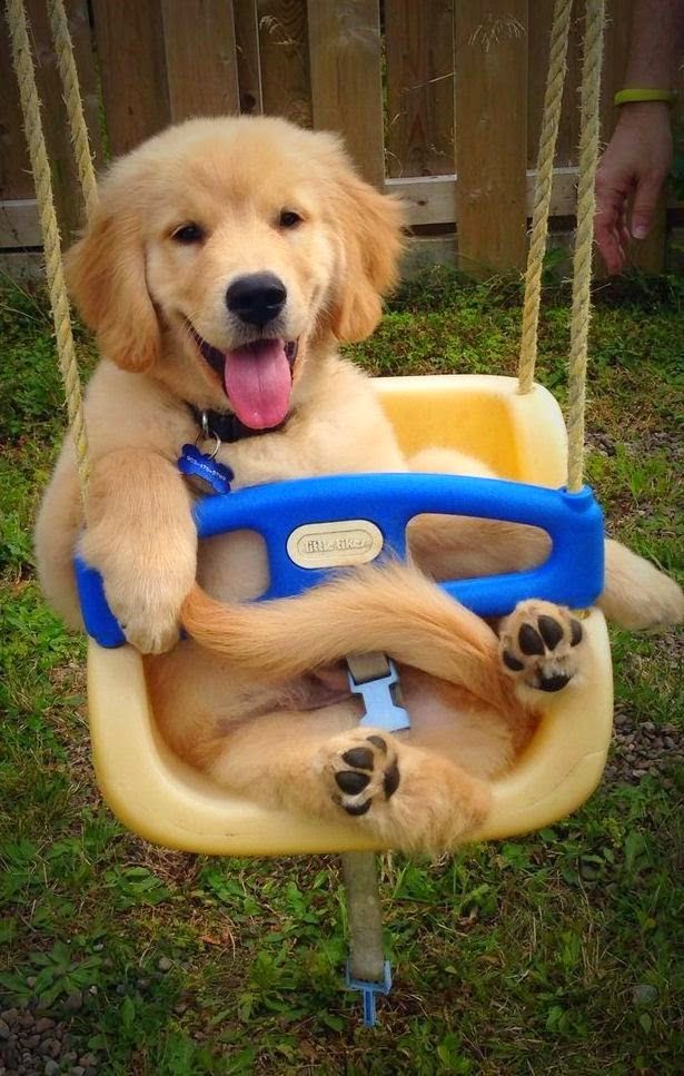 Golden-Retriever-swing