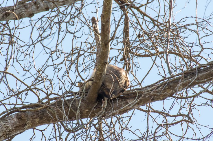 sleeping raccon-2.jpg