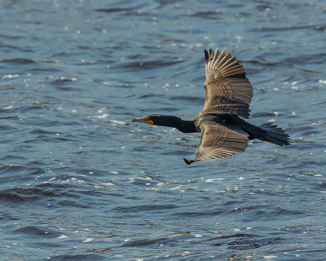 Cormorant1-2