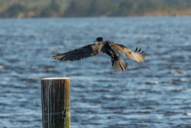 Cormorant1