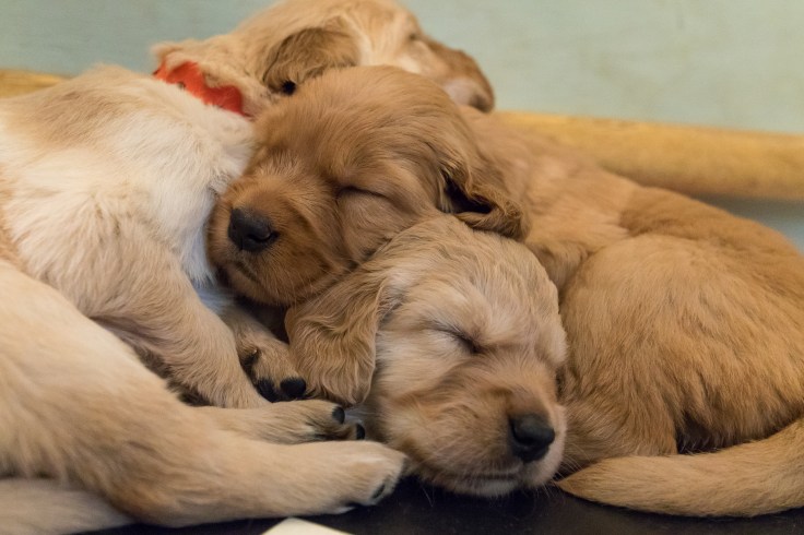 green_cottage_puppies.jpg