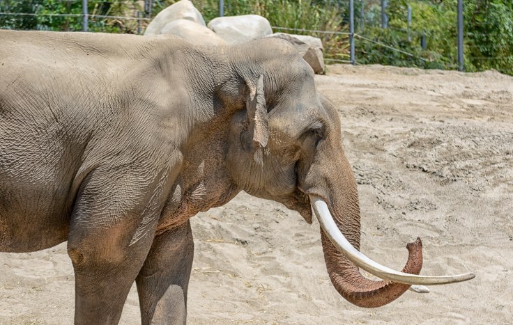 LA Zoo Elephant2.jpg