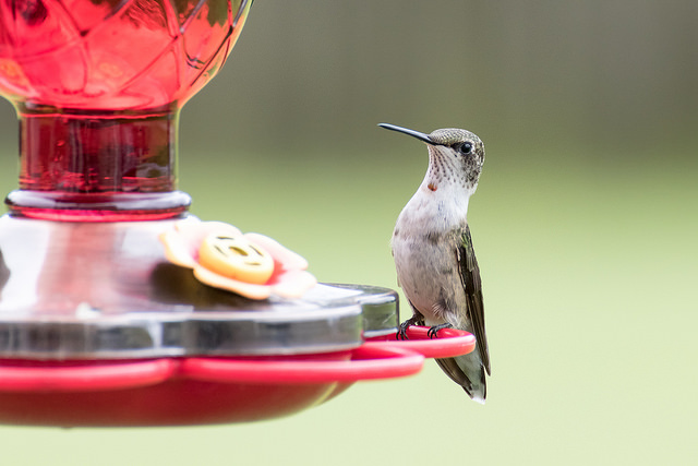 28810210424_6daa86876b_z