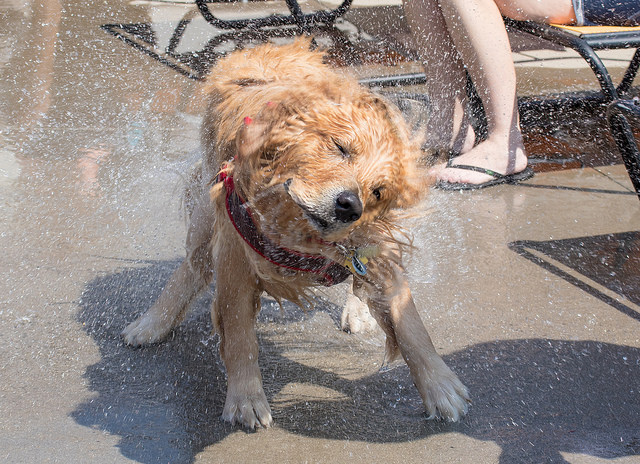 28967841383_35416f49af_z