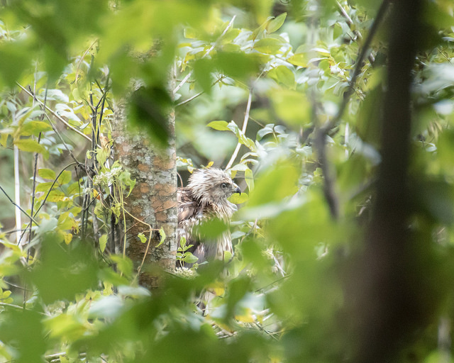 29145992330_34760994ed_z