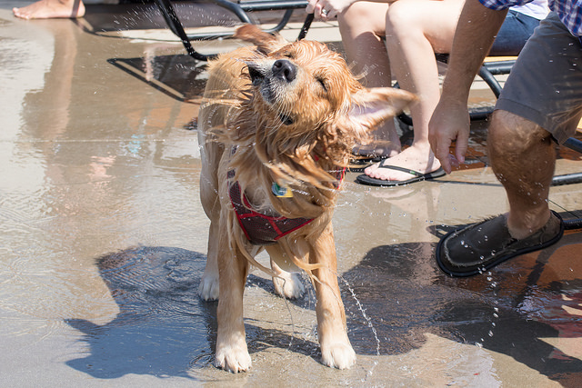 29300941510_339ca3a21e_z