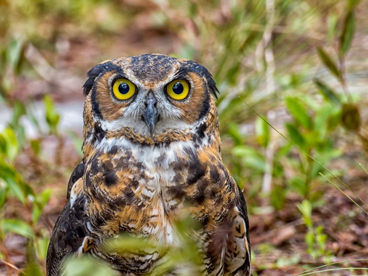 Archie_great_horned_owl_2.jpg