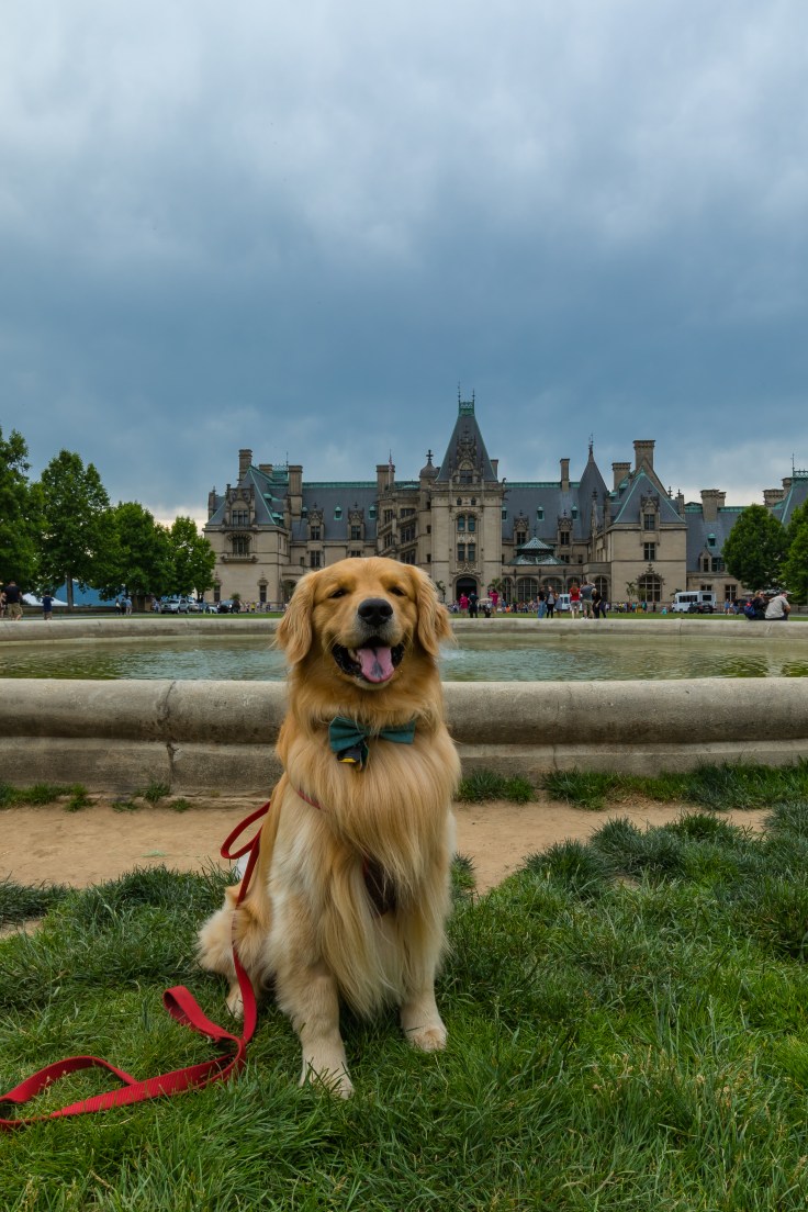golden_retriever_biltmore