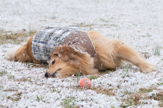 32585155194_8ff6f39690_z