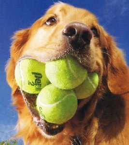 Dog-with-tennis-balls-in-its-mouth